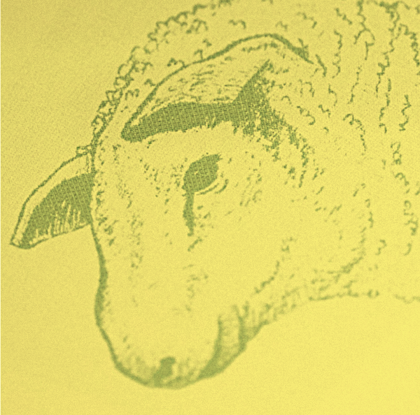 Detail of sheep illustration on Parallelogram book cover. Editing, art direction, photography and design by Roberto Millan.